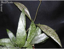 ���� Parviflora Splach..jpg