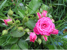 ���� ����� ��� �����