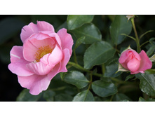 �������������� Sommerwind