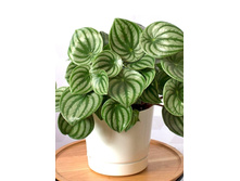 ��������� MELON-