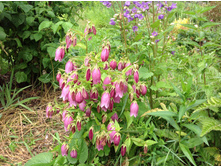 ����������� �������� �������