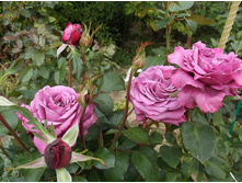 ���� �������