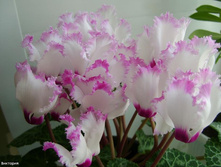 �������� ���� ��������