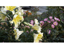 Lilium (�����) Shine On