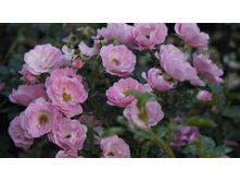 �������������� Sommerwind