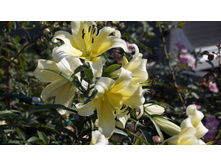 Lilium (�����) Shine On