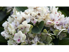 ��������� �������������� � ��� �� �������