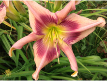 �������� ����� ������