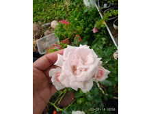 IMG 20180702 105841.jpg