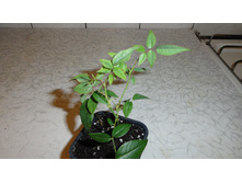 ���� �����������- 200 ���.