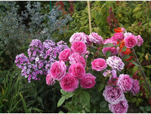 ���� ������� �����