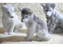 �����/��������