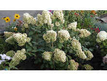 ������ �����