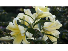 Lilium (�����) Shine On