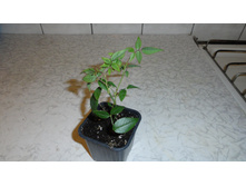 ���� �����������