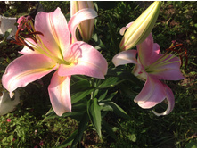 ����� ��������