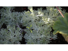 ������ ������ Nana