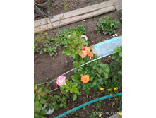 IMG 20180903 125142.jpg