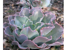 ������� ��������� -