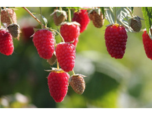 ������ �������� ���� (���)+18�