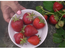 ��������� ���� (�������), 40��� (�������� 1��).jpg