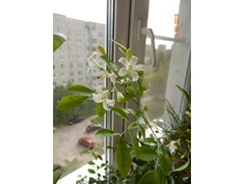 �������� ��������