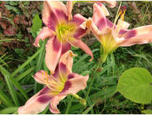 �������� ����� ������