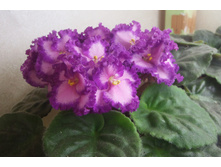 Lyon`s Pirates Treasure.jpg