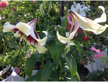 ����� ���� ����