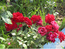 �������� ����� (SPRAY MIRABEL)