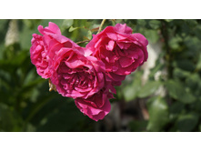 �������� �������