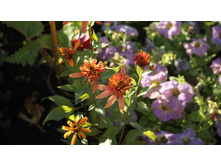 Echinacea �������� Summer Salsa