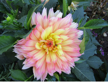 ������� ������� �����