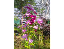 IMG 20180718 172251.jpg