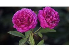 ����� ���� ����������