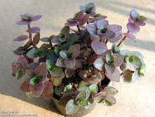 Callisia-repens-GP.jpg