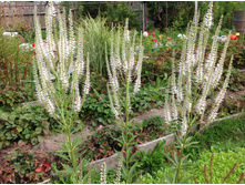 ������������� ����������