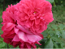 ���� ��������� �������� ������� Rosarium Uetersen