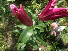 ����� ��� ���