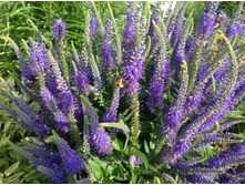 �������� ���������