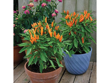 ��������� ����� Capsicum annuum 'Santos Orange'- 300 - 350 ���.