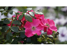 �������������� Stadt Rom