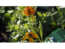 Echinacea (��������) Marmelade