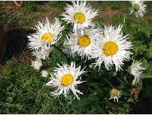 ������� ���������� ����