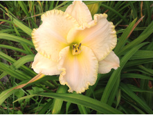 �������� �������� ������