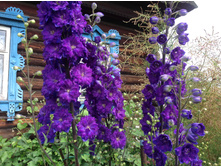 ���������� ���������� ��������