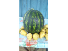 ����� �� 5 ��.