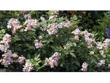 ������ �������