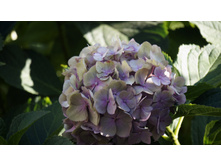 ������ �������