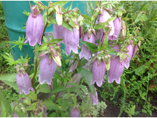 ����������� ������� ����